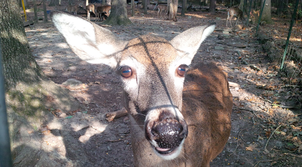 All you hunters are lazy!