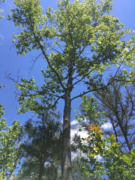The future spot of my second ladder tree
                      stand in Alabama