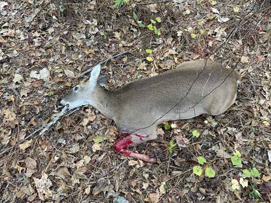 My first deer of the
          tenth season... a 1-pointer