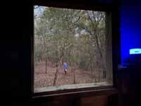 view out
                          the north window