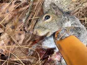 Damn squirrels!