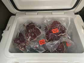 butterflied backstraps and cubed steak in my
                  Yeti