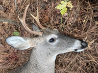 first
                      buck of season 11