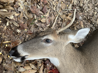 second
                      buck of season 11