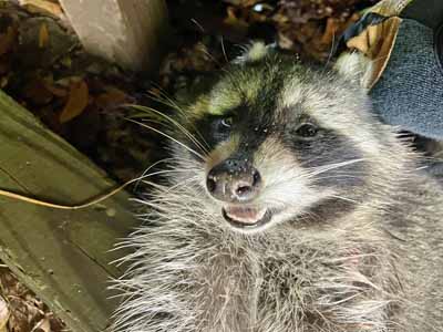 Raccoon DOA
