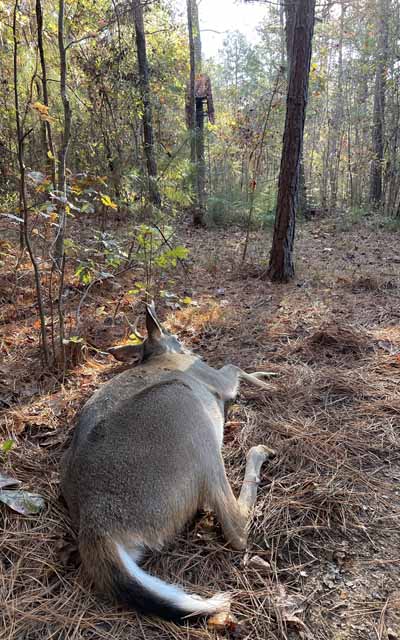 viewpoint from
                  deer back to stand