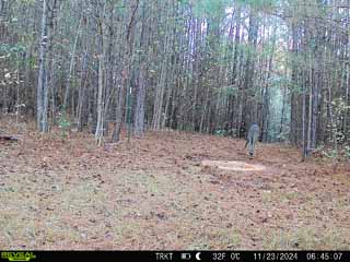 from trail
                  cam
