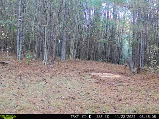 from trail
                  cam