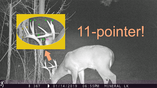 11-point buck!