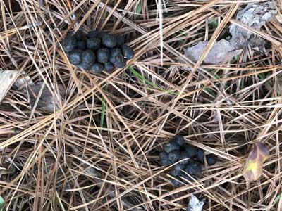 buckberries
