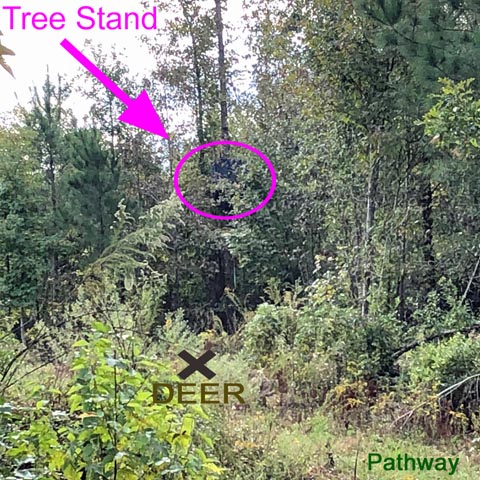 looking from deer's position
