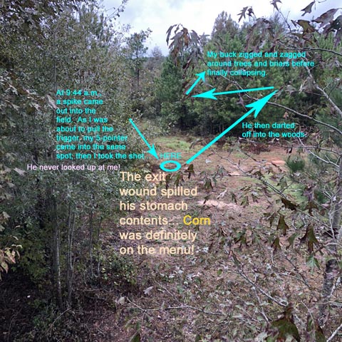 looking towards deer's position