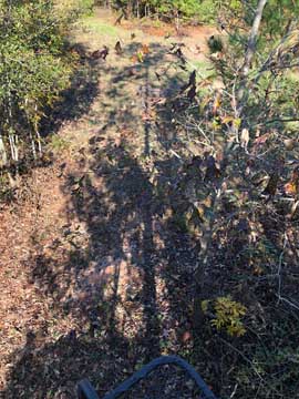 My tree is
                  tall!