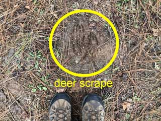 big
                    scrape