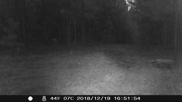 this coyote has an extra chance at life!