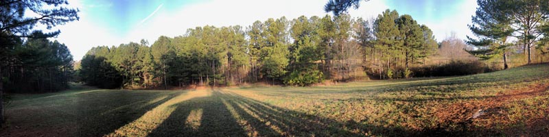 standing in front of permanent
                                                          blind looking
                                                          towards pine
                                                          grove