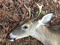 icon for buck #1