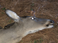 icon for doe #2