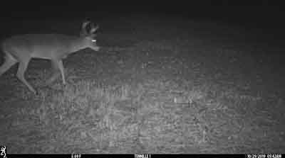 Caught on trailcam early morning (5:42 a.m.)
                      Tuesday, October 29, 2019