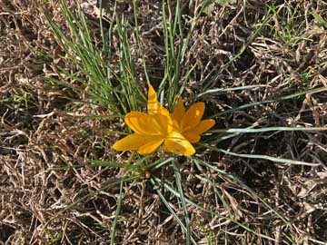 unknown yellow flower next to
                                                          cabin