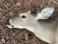 icon for buck #1