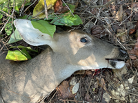 icon for doe #1