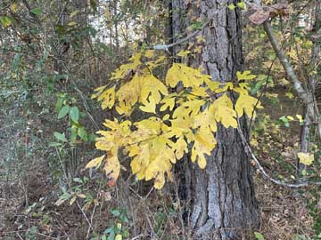 Sassafras Gold! -- bottom of sloped
                                meadow