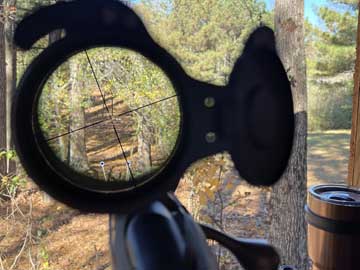 Focusing on thieving squirrels stealing my deer corn!