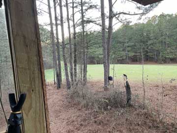 looking towards newly-cleared shooting
                        corridor