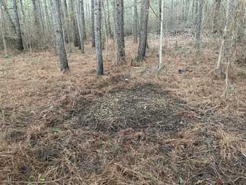 what corn
                    patch looks like; future place for feeder