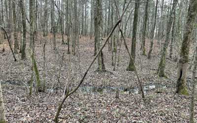 Creek
              behind the wooden tree stand