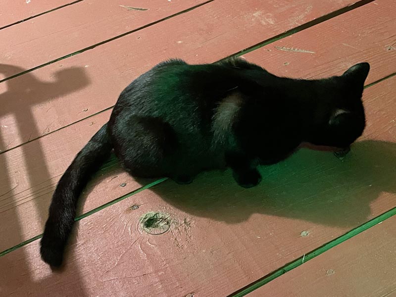 black
                  cat