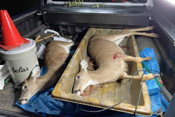 Fitting both in my truck bed; two deer is a first!